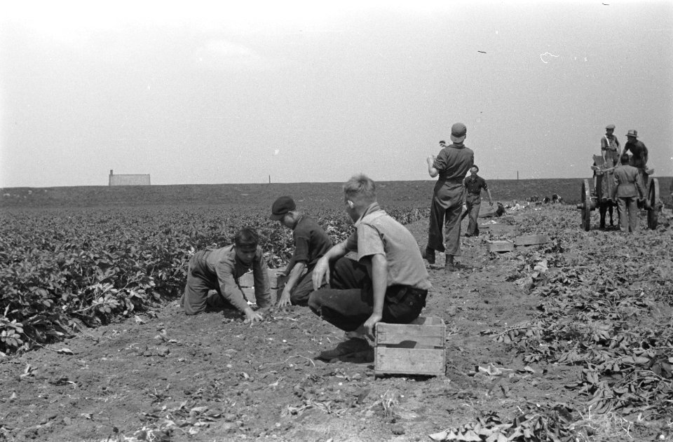 Arbeiders, oogsten, paard en wagen, Bestanddeelnr 170-0179