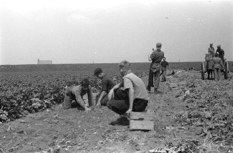Arbeiders, oogsten, paard en wagen, Bestanddeelnr 170-0179