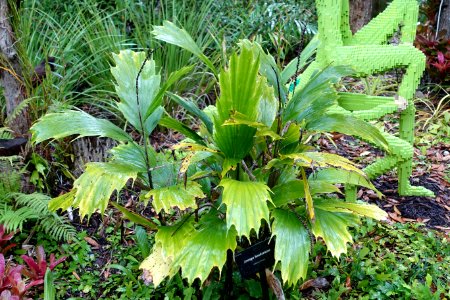 Arenga hookeriana - McKee Botanical Garden - Vero Beach, Florida - DSC03113