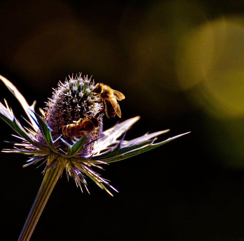 Bees nature blossom