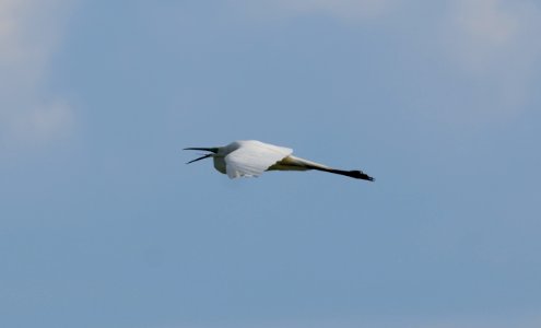 Ardea alba flight