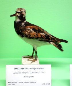 Arenaria interpres (spring habit) - Museo Civico di Storia Naturale Giacomo Doria - Genoa, Italy - DSC03115