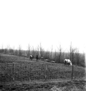 Arbeiders, bomen, afrasteringen, weilanden, dieren, paarden, Bestanddeelnr 253-6164