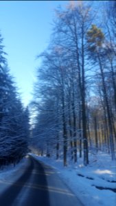 Ardennes-Trees in snow (1)