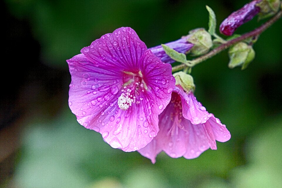 Nature garden flowering