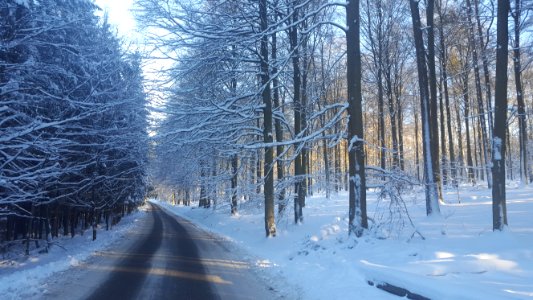 Ardennes-Trees in snow (4)