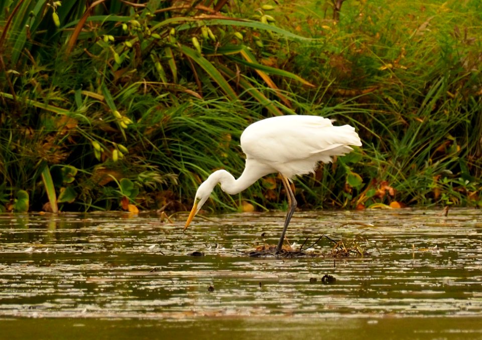 Ardea alba Oulu Finland 2020-09-08