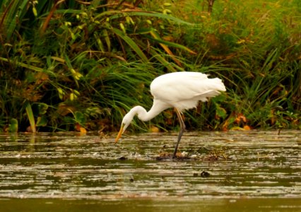 Ardea alba Oulu Finland 2020-09-08