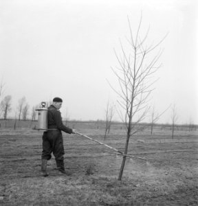 Arbeiders, bomen, sproeien, Bestanddeelnr 253-4744