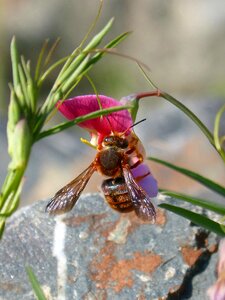 Smell pea flower flying insect photo