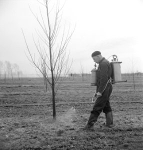 Arbeiders, bomen, sproeien, Bestanddeelnr 253-4748