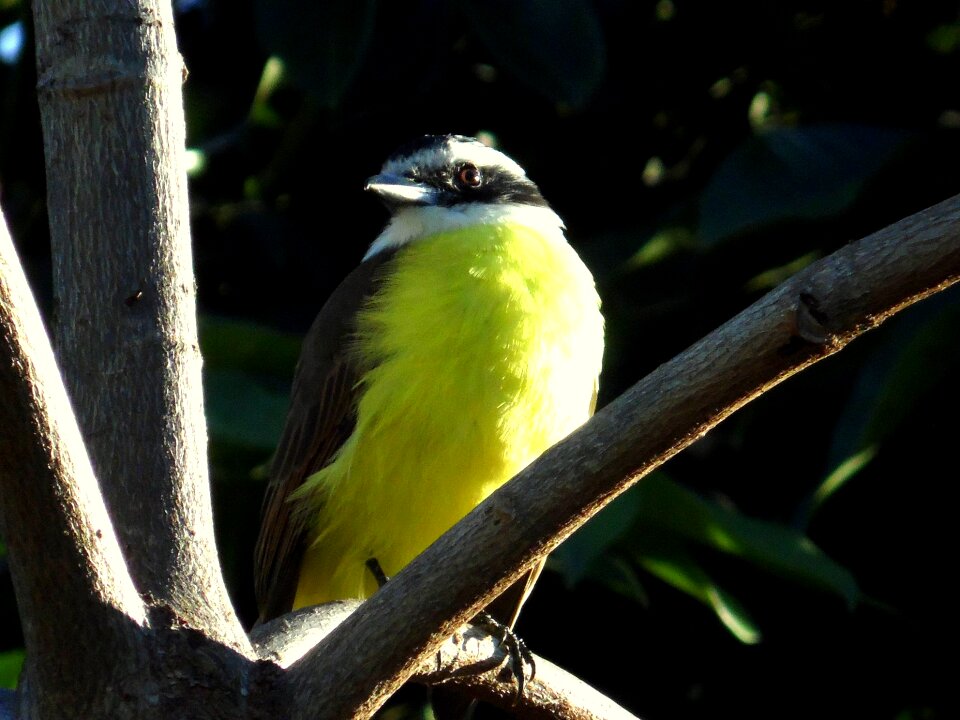 Great kiskadi bird