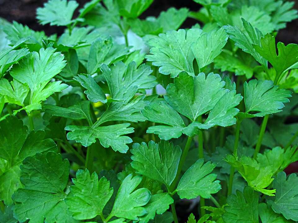 Greenhouse petroselinum crispum simple herb parsley