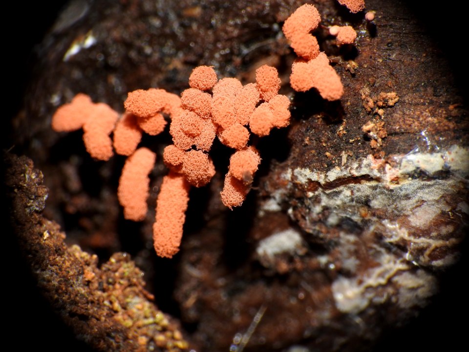 Arcyria denudata 88087410