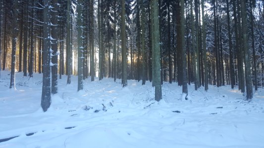 Ardennes-Trees in snow (5)