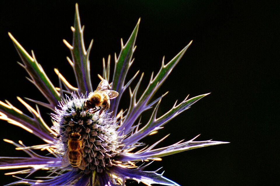 Bees nature blossom