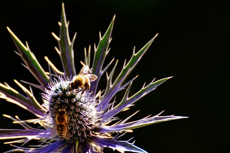 Bees nature blossom photo