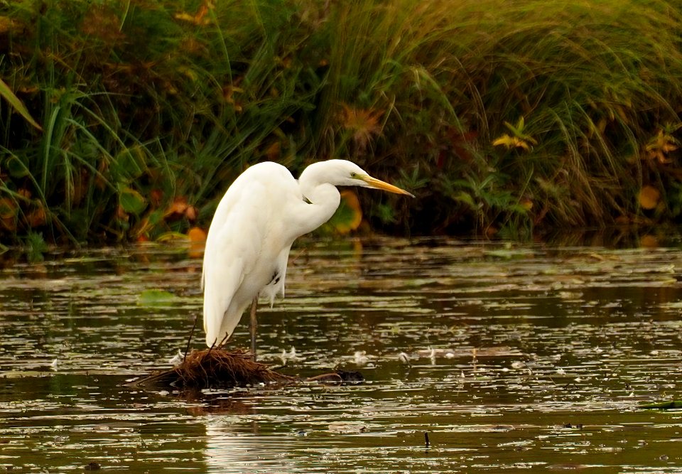 Ardea alba Oulu Finland 2020-09-07