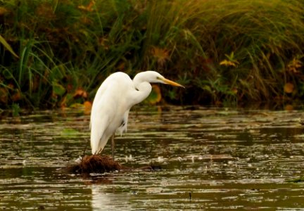 Ardea alba Oulu Finland 2020-09-07