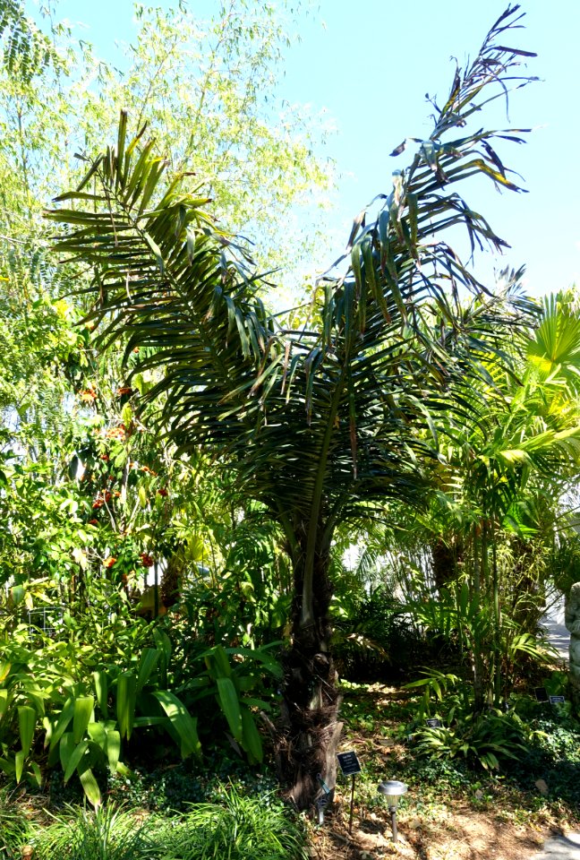Arenga pinnata - Naples Botanical Garden - Naples, Florida - DSC09795