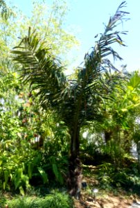 Arenga pinnata - Naples Botanical Garden - Naples, Florida - DSC09795