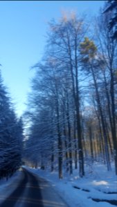 Ardennes-Trees in snow (2)