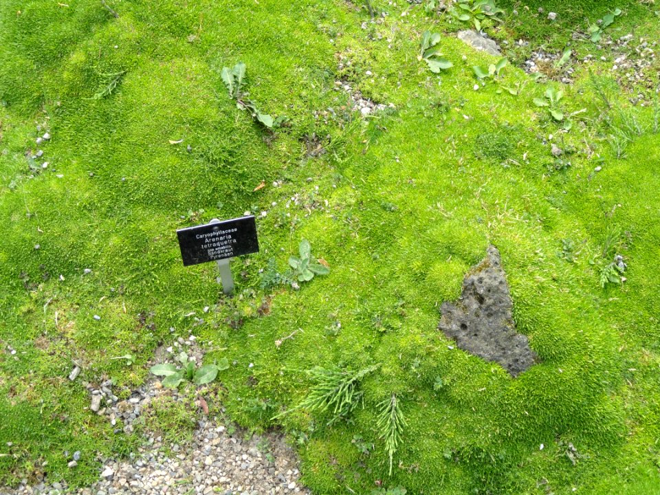 Arenaria tetraquetra - Botanischer Garten Freiburg - DSC06428