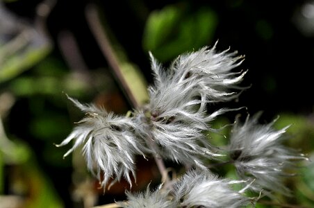 Nature blossom bloom