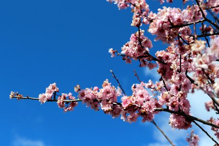 Spring flower tree