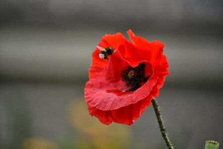 Insect flora fauna