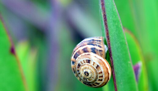 Macro spiral nature