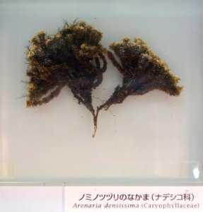 Arenaria densissima - National Museum of Nature and Science, Tokyo - DSC07477