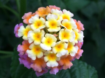 Flowers verbena family nature photo