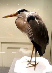 Ardea cinerea - Museum fur Naturkunde, Berlin - DSC00189