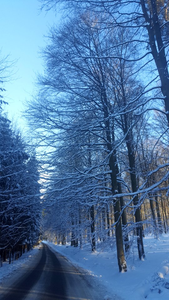 Ardennes-Trees in snow (3)