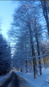 Ardennes-Trees in snow (3)