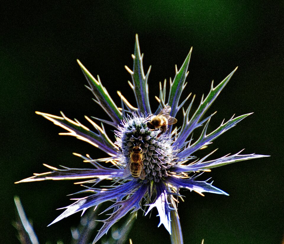Bees nature blossom