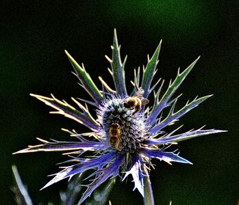 Bees nature blossom photo