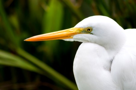 Ardea alba in São Paulo Zoo