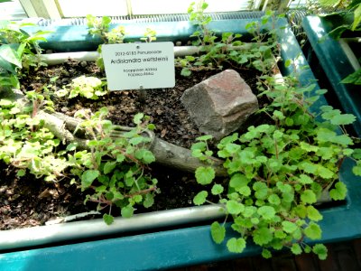 Ardisiandra wettsteinii - Botanical Garden in Kaisaniemi, Helsinki - DSC03648