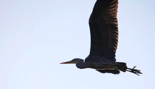 Ardea cinerea - Graureiher - Grey heron