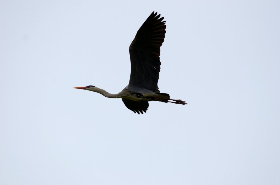 Ardea cinera flying