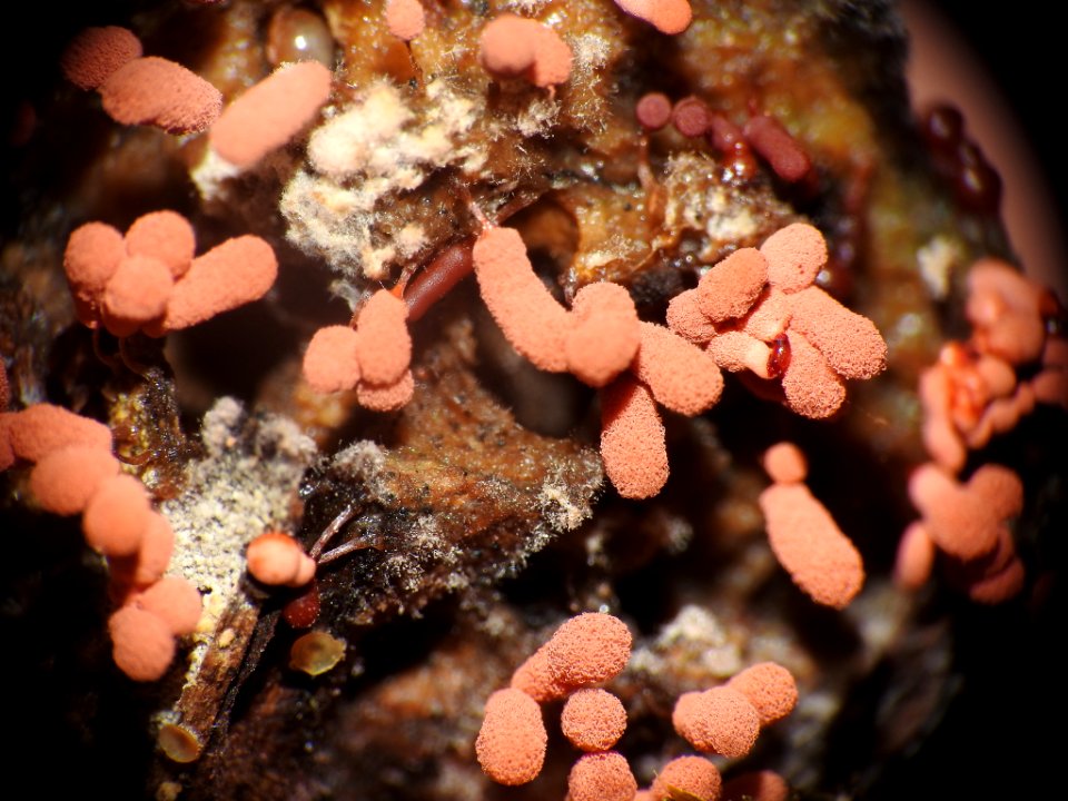 Arcyria denudata 88086520