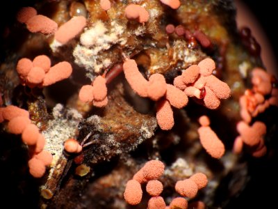 Arcyria denudata 88086520