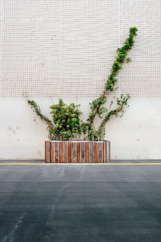 Plants road wall