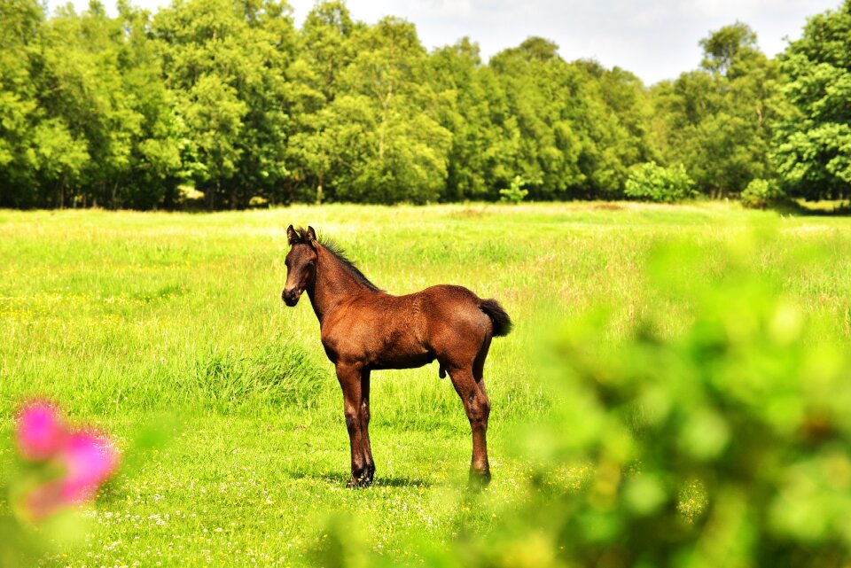 Animal young animal meadow