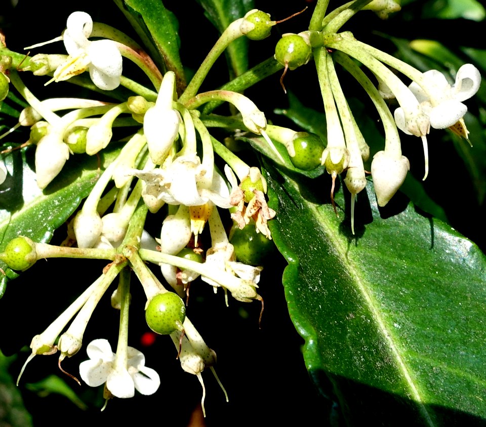 Ardisia crenata - Bloedel Floral Conservatory, Queen Elizabeth Park - Vancouver, Canada - DSC07515 (cropped)