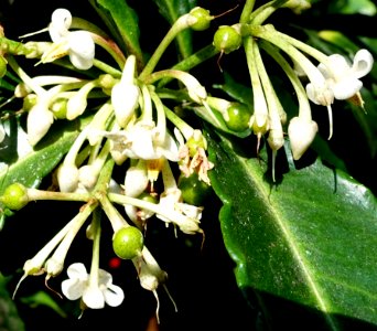 Ardisia crenata - Bloedel Floral Conservatory, Queen Elizabeth Park - Vancouver, Canada - DSC07515 (cropped)
