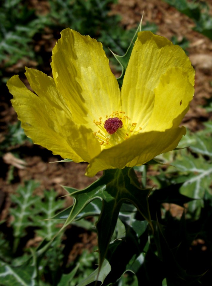 Argemone mexicana