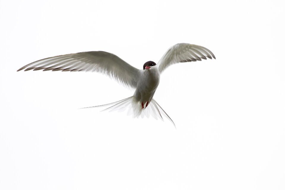 Iceland wild animals birds